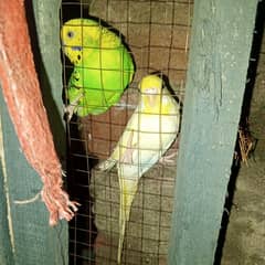 Breedar pair hi nail tail fly all ok