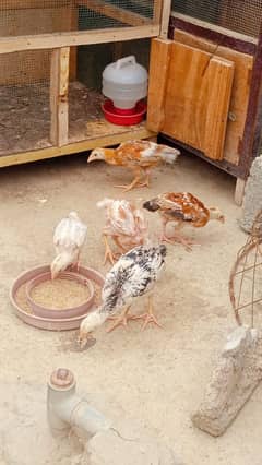 Mianwali Aseel Chicks Available: 0302-2709261.