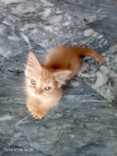 cat
