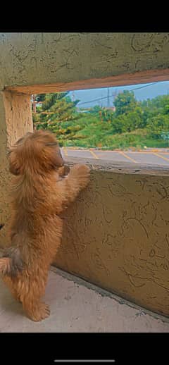 Adorable Brown Shih Tzu Puppy for Sale – 2 Months Old