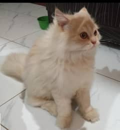 Persian cat