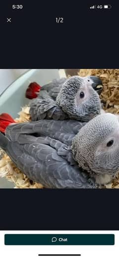 African grey parrot cheeks for sale 03=37=860=31=89