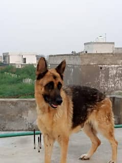 Dogs/1