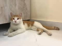 Persian Cat (Male)