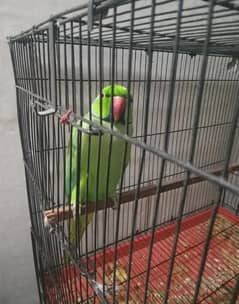 parrots for sale