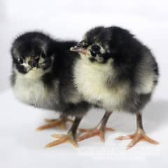 one day chicks pure austerloap