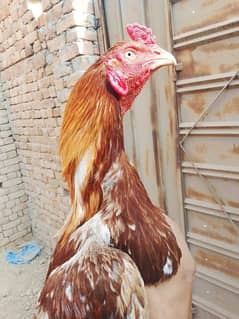murga