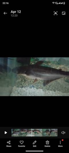 Shark and white fish length 10"