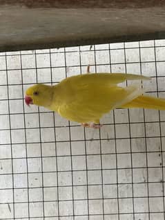 Yellow pair