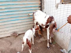 2 dant bakri with female kid