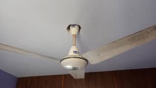 PAK FAN ORIGINAL