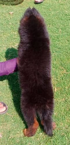 Garman shepherd puppies for sale 03477484596 call wahtasp