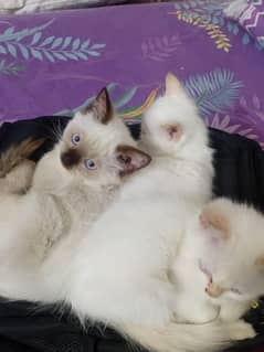 Persian and symies cats