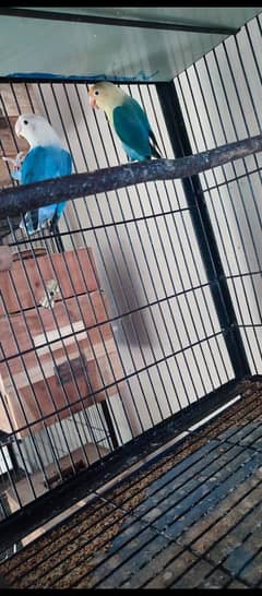 All type of love birds available