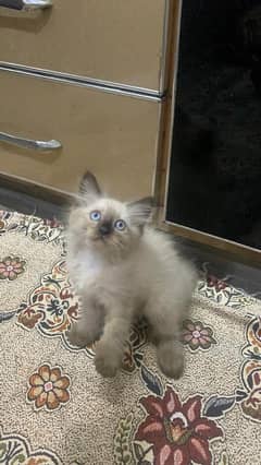 Himalayan kitten/ Triple coated/ Blue eyes / 03187020013
