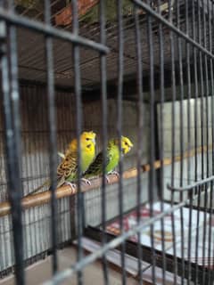 hugoromo breeder pair