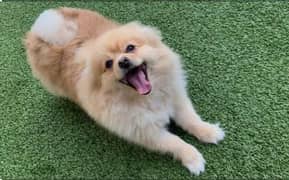 Pomeranian dog