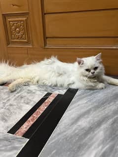 Persion cat 3 coated