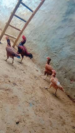 hens male and female