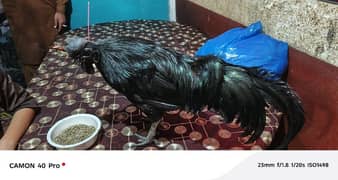 ayam