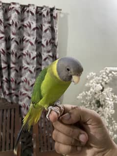 Plum head (Hand tamed )