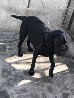 Lab