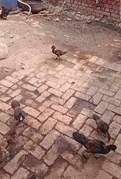 Muscovy