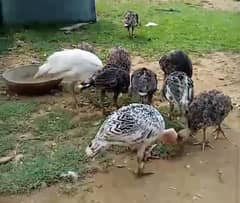 Turkey
