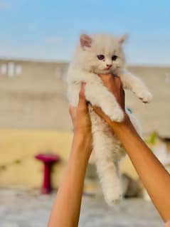 persian kitten male for sale in lahore