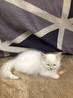 Persian