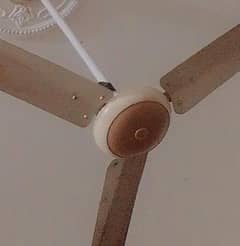 pak fan