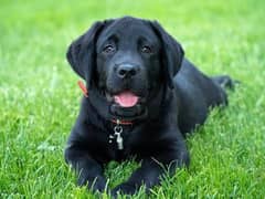 labrador Male