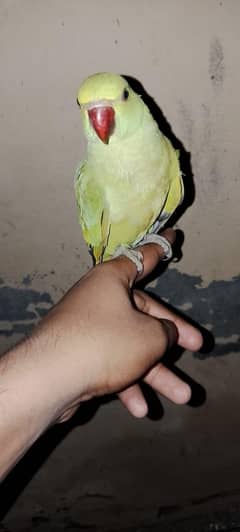 for sale