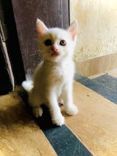 Persian cat kittens