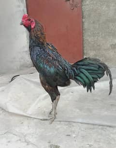 Thai pokya