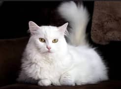 Turkish angora cat for sale