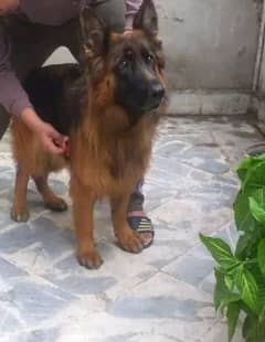 German