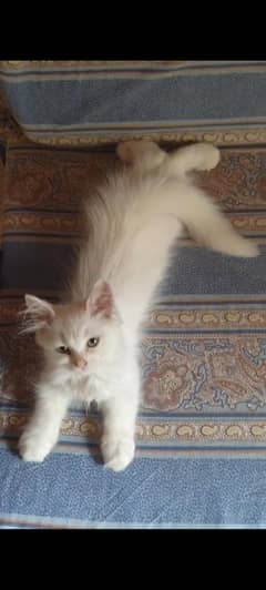 Persian kittens