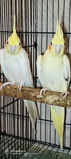COCKTAIL BIRD FOR SALE BREEDERS PAIR COMMON WHITE ENO RED EYE COCKTAIL