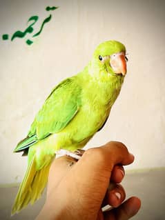 Zero bite  full hand tame