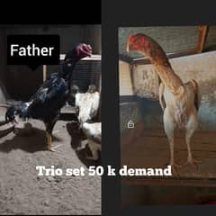 top quality 0 shamo breeders & chicks both