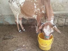 Cow and Cow Babies ( 03032100527)