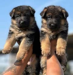 German shepherd puppies Double Coatmy WhatsApp number 0331 9289880
