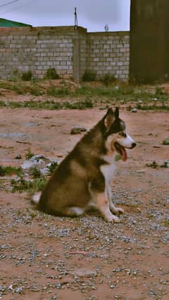Siberian husky