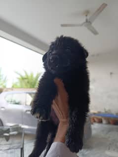German shepherd | security dogs | long coat puppys | 0313 7076947 call