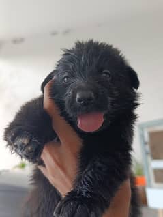 German shepherd | security dogs | long coat puppys | 0313 7076947 call