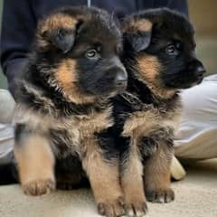 German shepherd puppies Double Coatmy WhatsApp number 0331 9289880