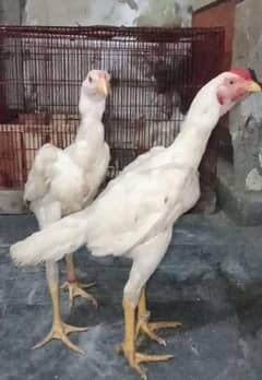 Hera Aseel