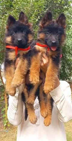 German shepherd puppies Double Coatmy WhatsApp number 0331 9289880