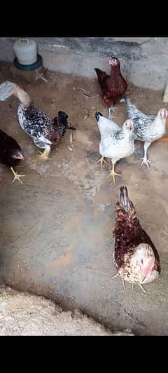 Misri hens